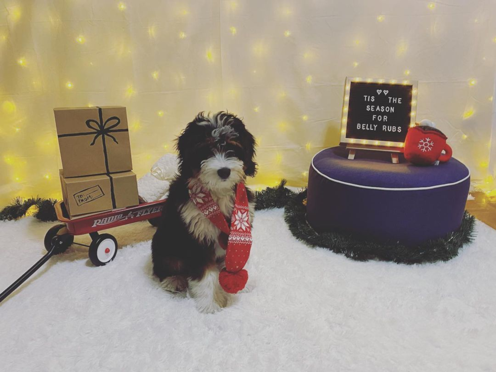 Hypoallergenic Bernadoodle Poodle Mix Pup