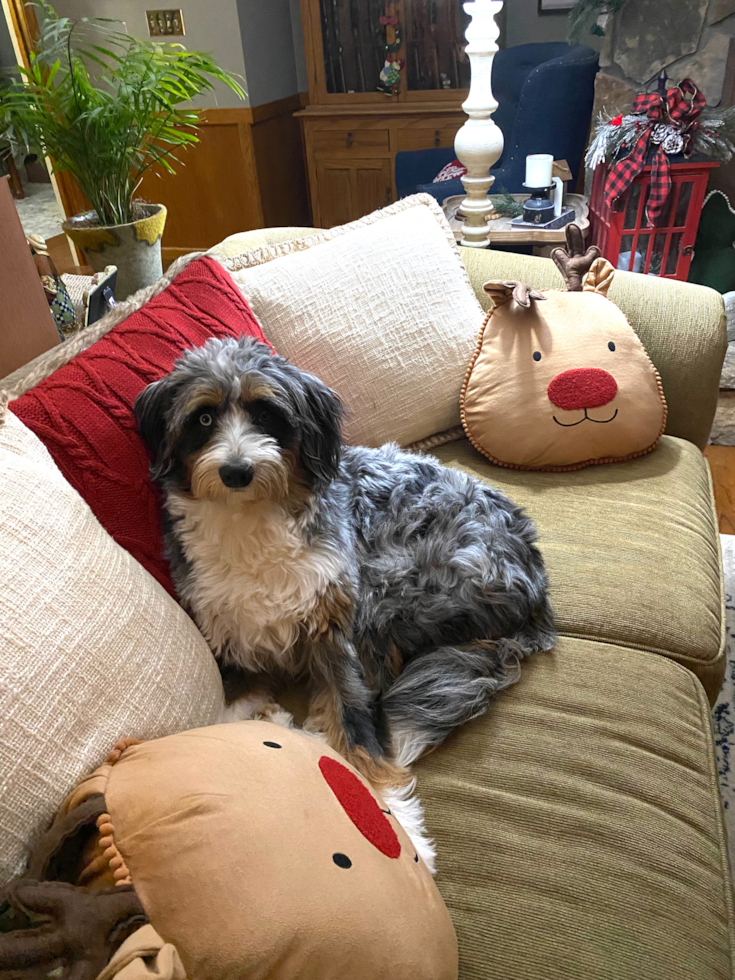 Smart Mini Bernedoodle Poodle Mix Pup