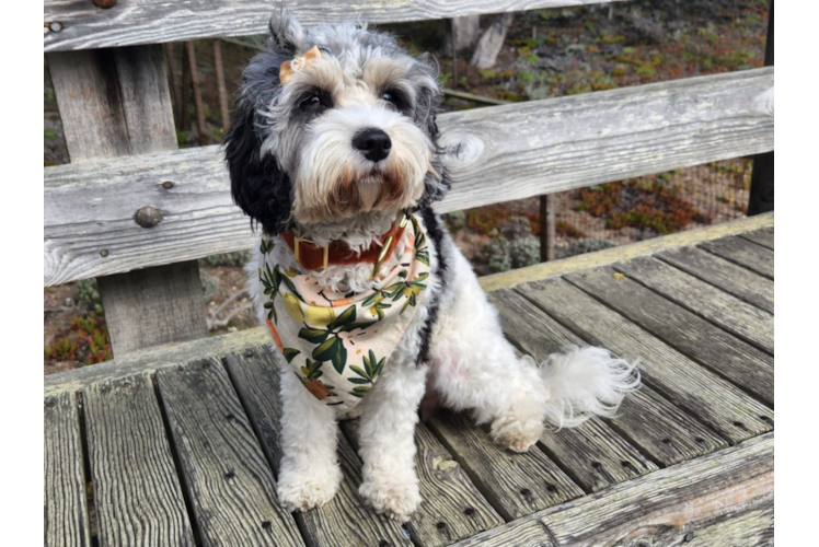 Playful Cavoodle Poodle Mix Puppy