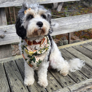 Adorable Cavoodle Poodle Mix Pup