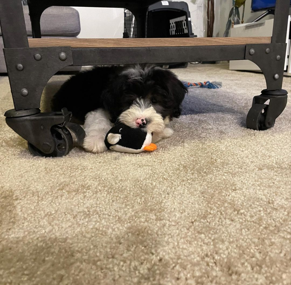 Playful Sheep Dog Poodle Mix Pup