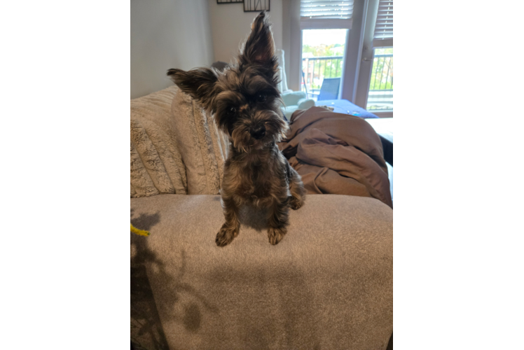 Best Yorkie Poo Baby