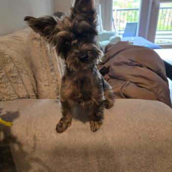 Playful Yo Yo Poo Poodle Mix Pup