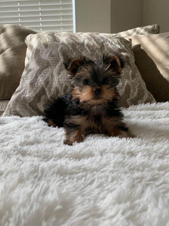 Popular Yorkshire Terrier Purebred Pup