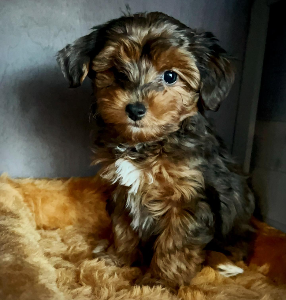 Pelham Yorkie Poo Pup