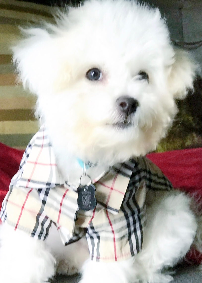 Smart Bichon Frise Purebred Puppy