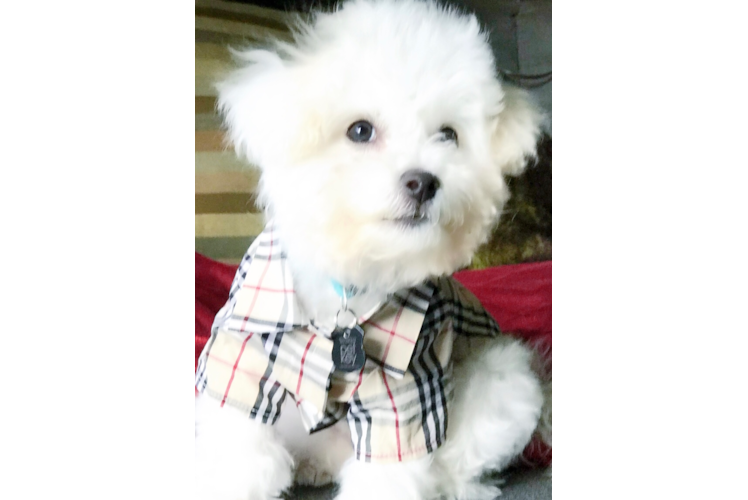 Smart Bichon Frise Purebred Puppy