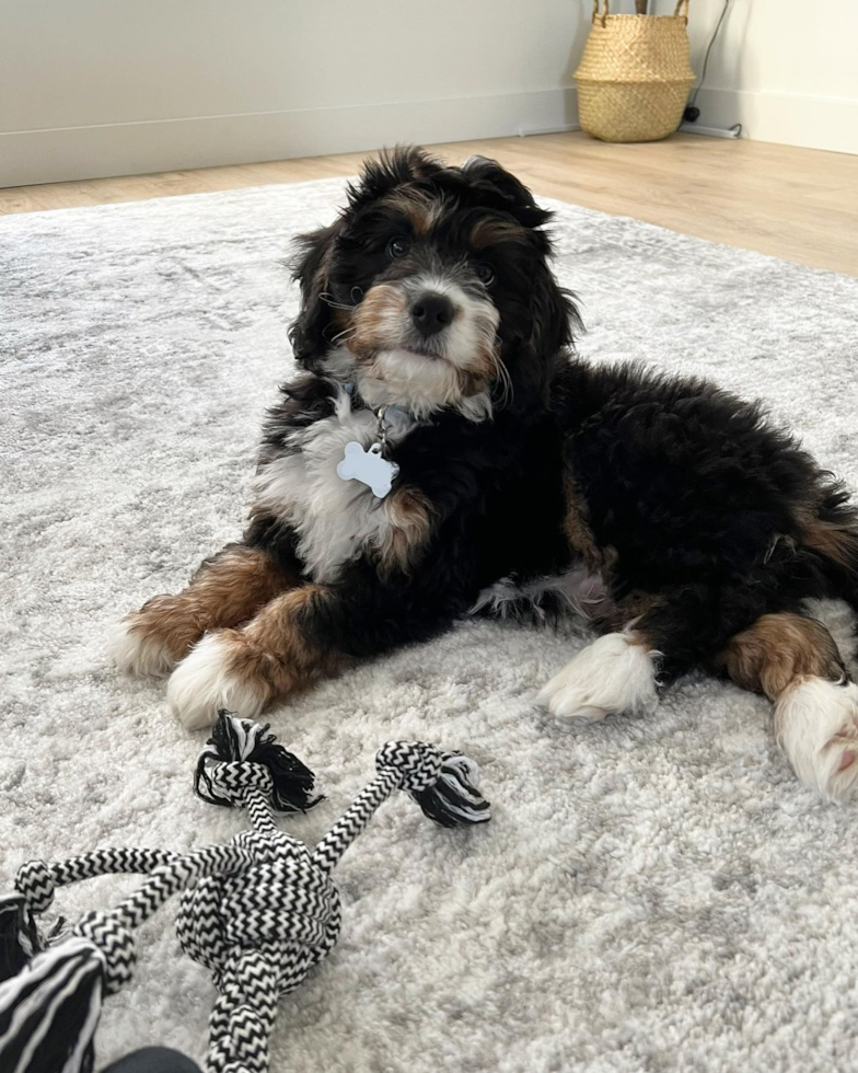 Sweet Mini Bernedoodle Pup