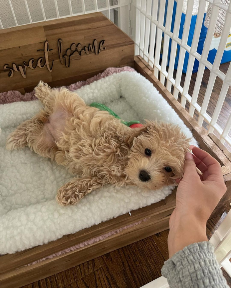 Cute Maltipoo Pup