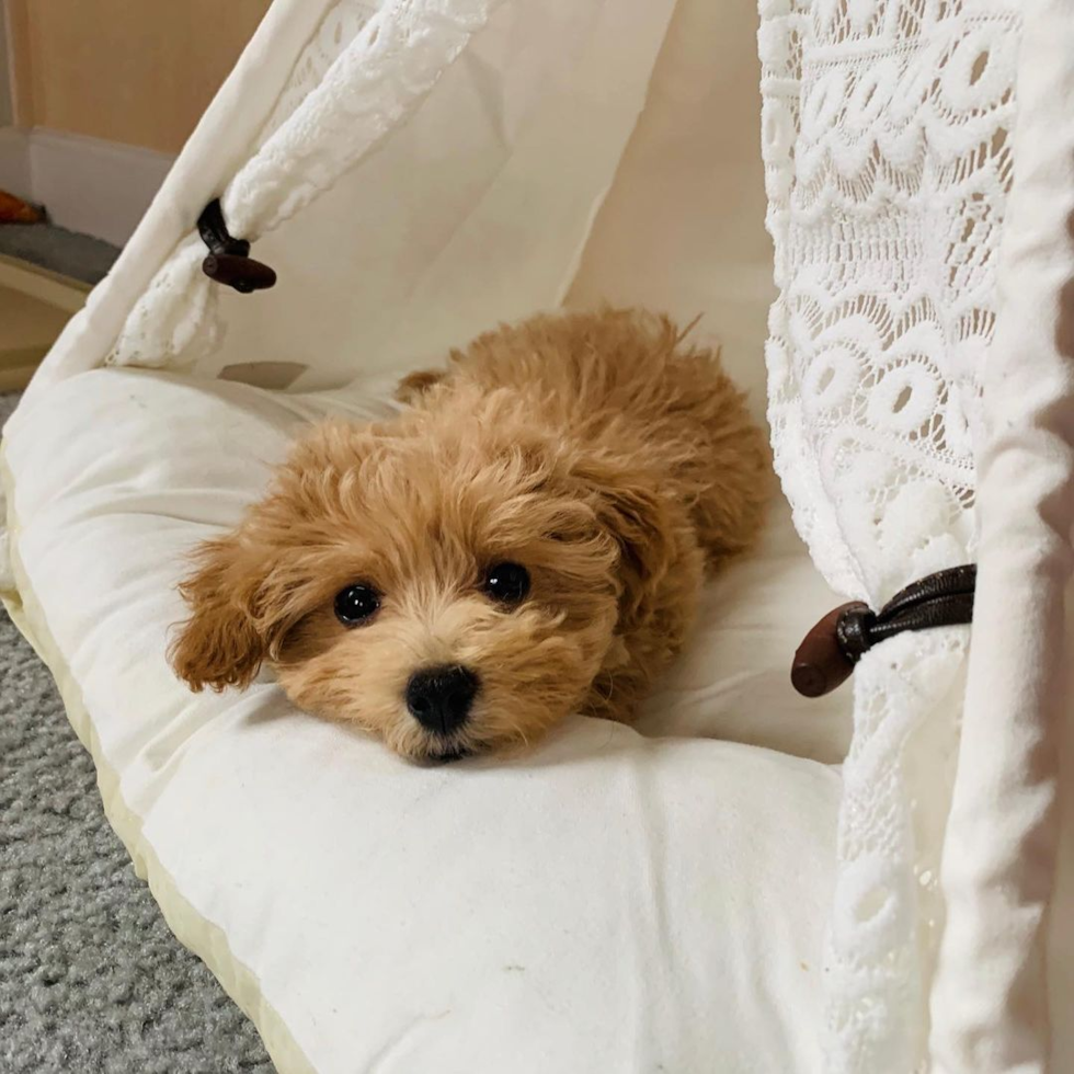 Petite Maltipoo Poodle Mix Pup