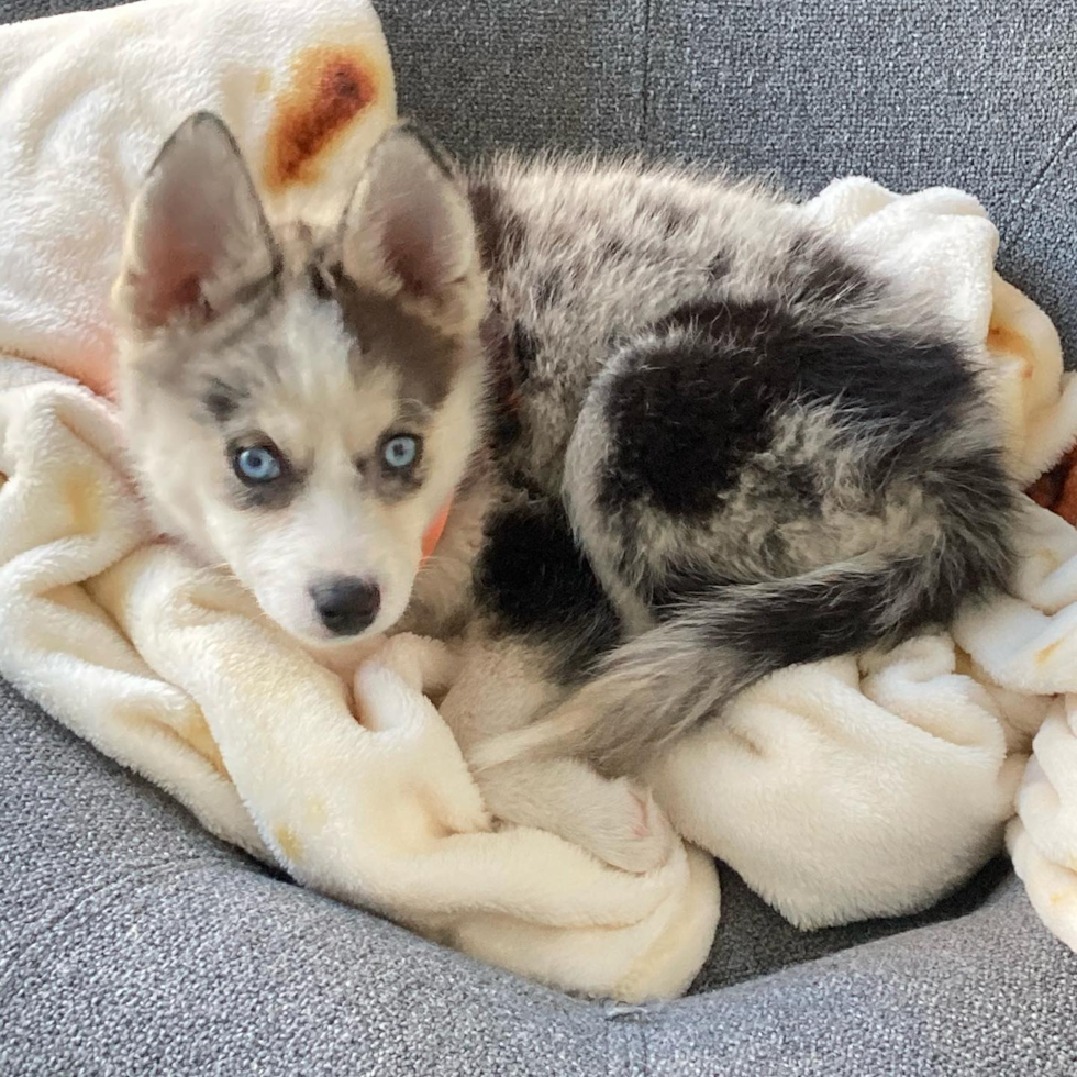 Adorable Mini Husky Designer Pup