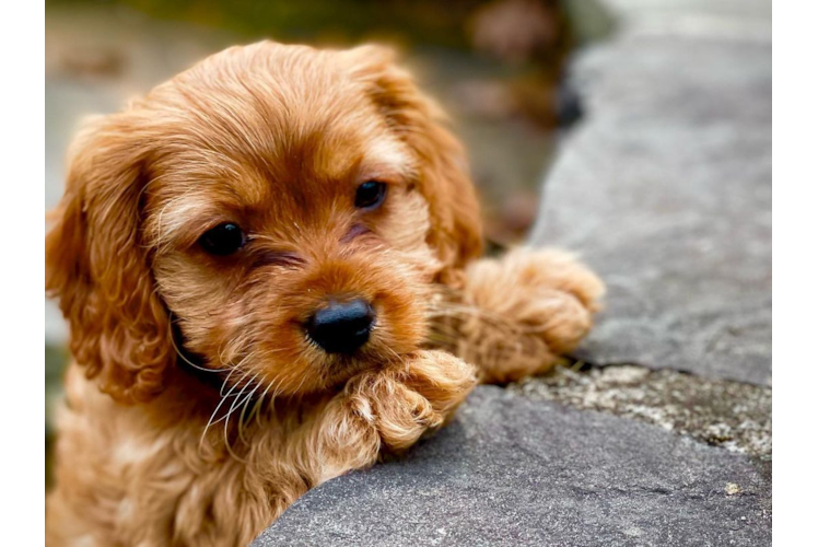 Cavapoo Puppy for Adoption