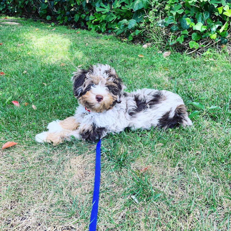 Popular Mini Aussiedoodle Poodle Mix Pup