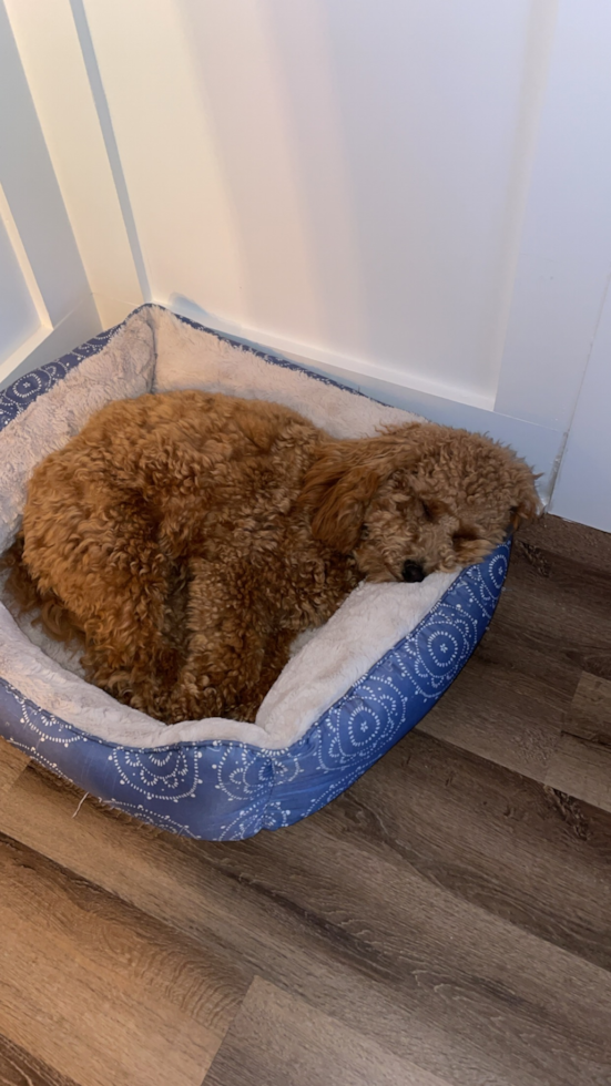 Funny Mini Goldendoodle Poodle Mix Pup