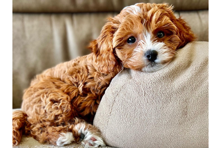 Cavapoo Puppy for Adoption