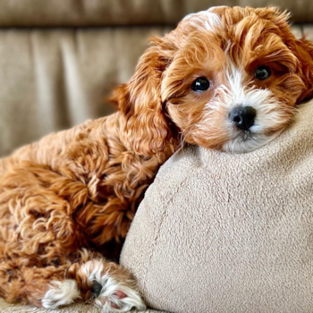 Happy Cavapoo Pup in Lithia FL