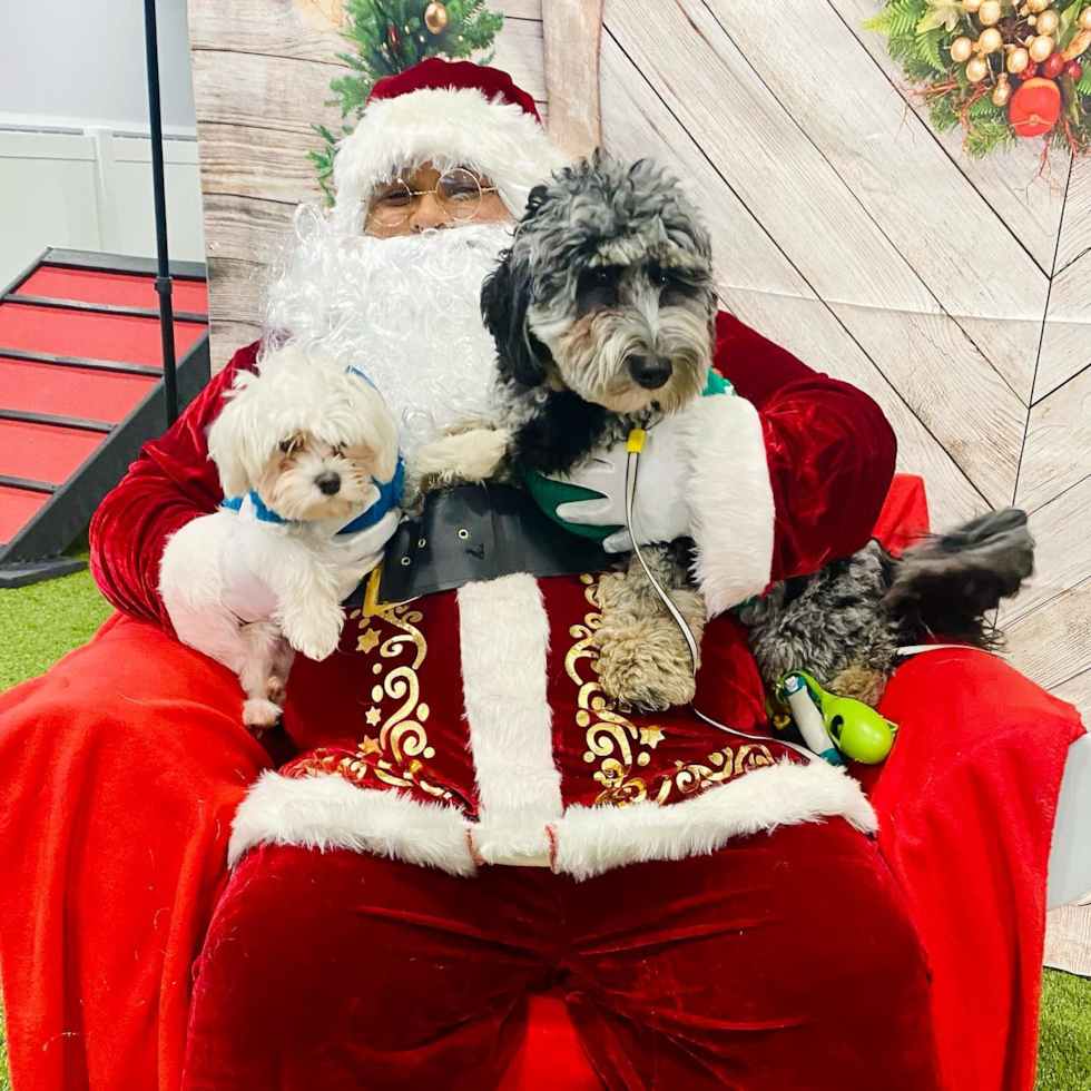 Small Mini Sheepadoodle Pup in Louisville KY