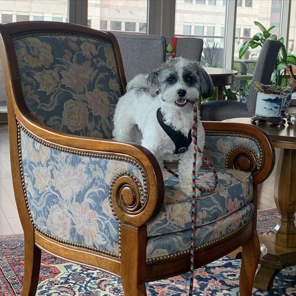 Small Havanese Purebred Pup