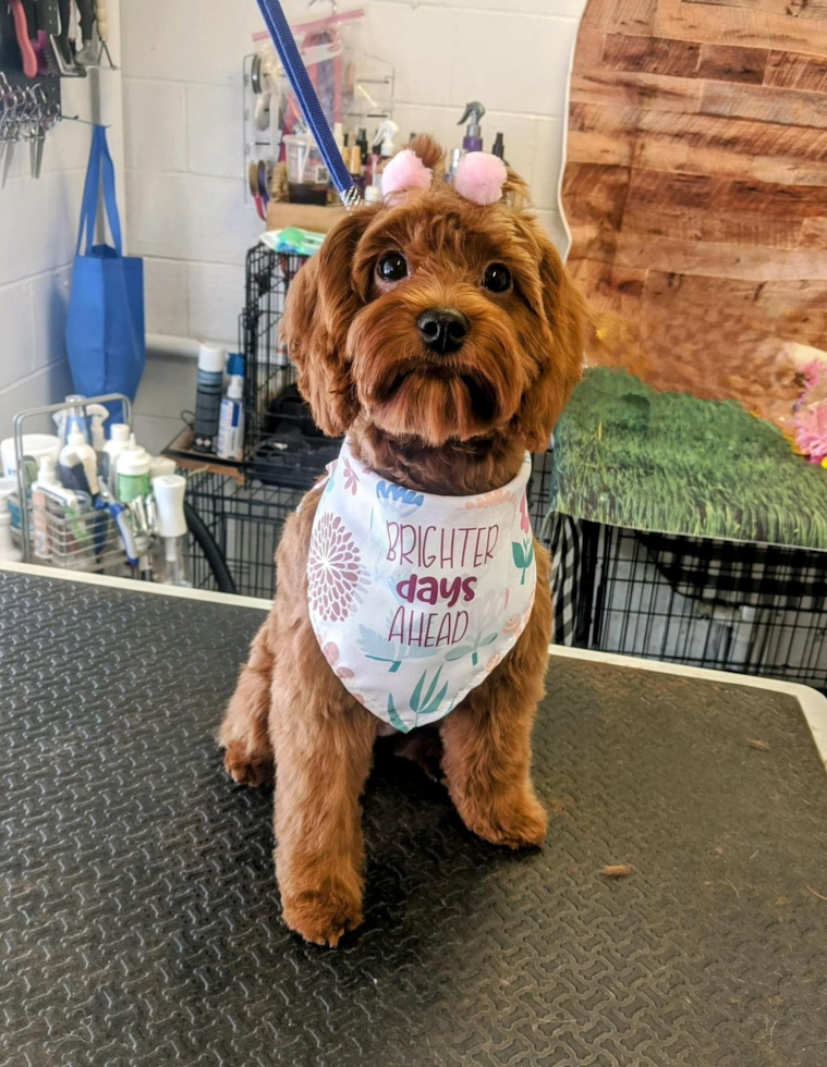 Small Cavapoo Pup