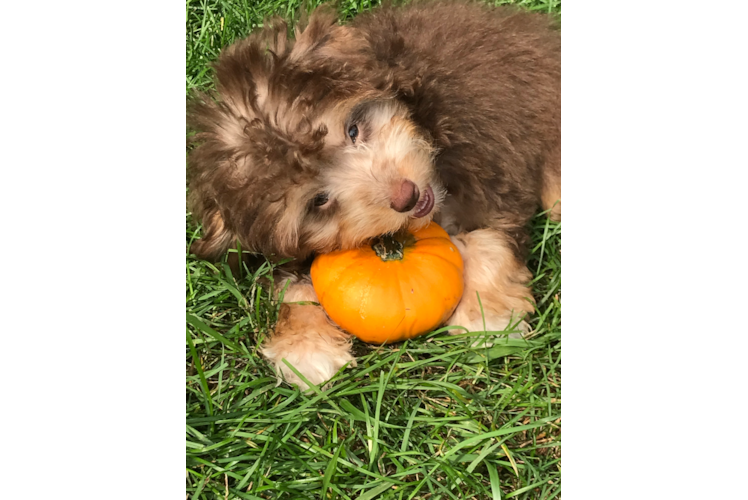 Best Mini Aussiedoodle Baby