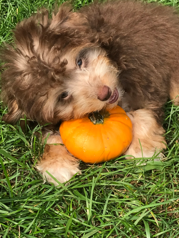 Friendly Mini Aussiedoodle Pup