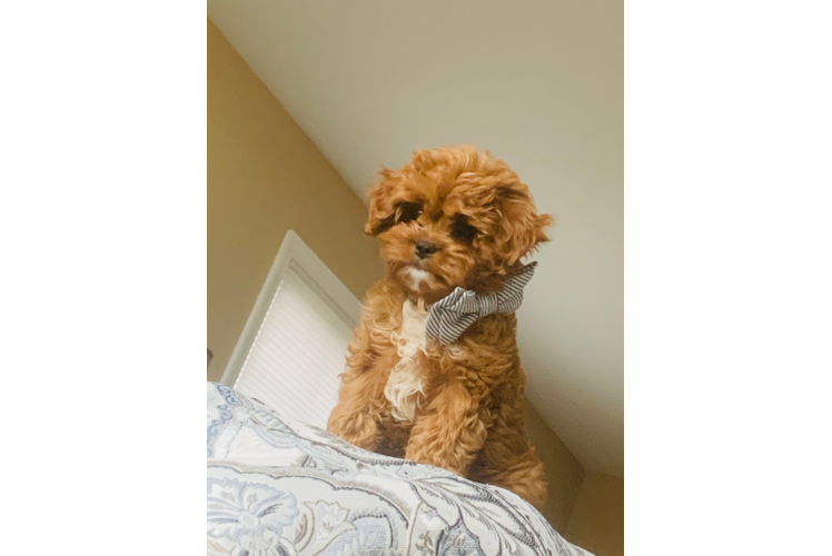 Cavapoo Pup Being Cute