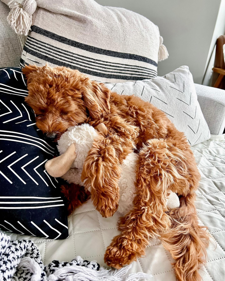 Cute Cavapoo Pup in Frederick MD