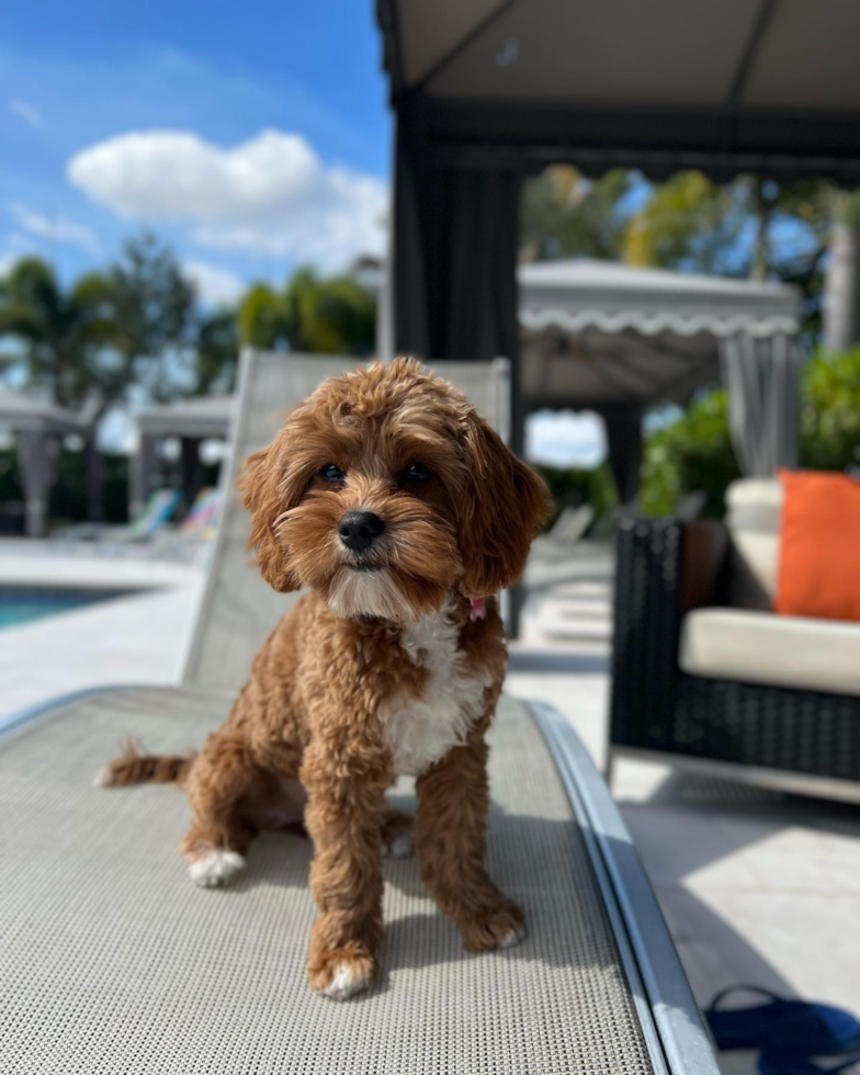 Cavapoo Being Cute