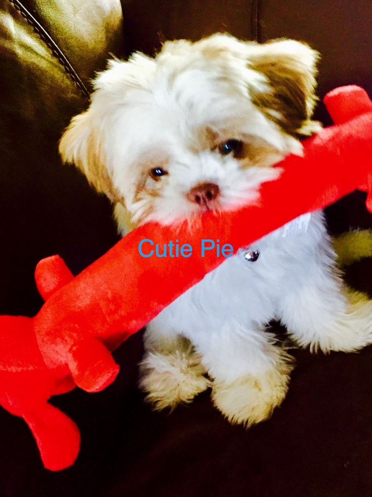 Hypoallergenic Shichon Designer Pup