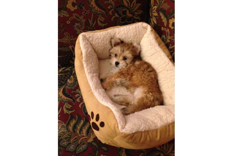 Morkie Puppy for Adoption