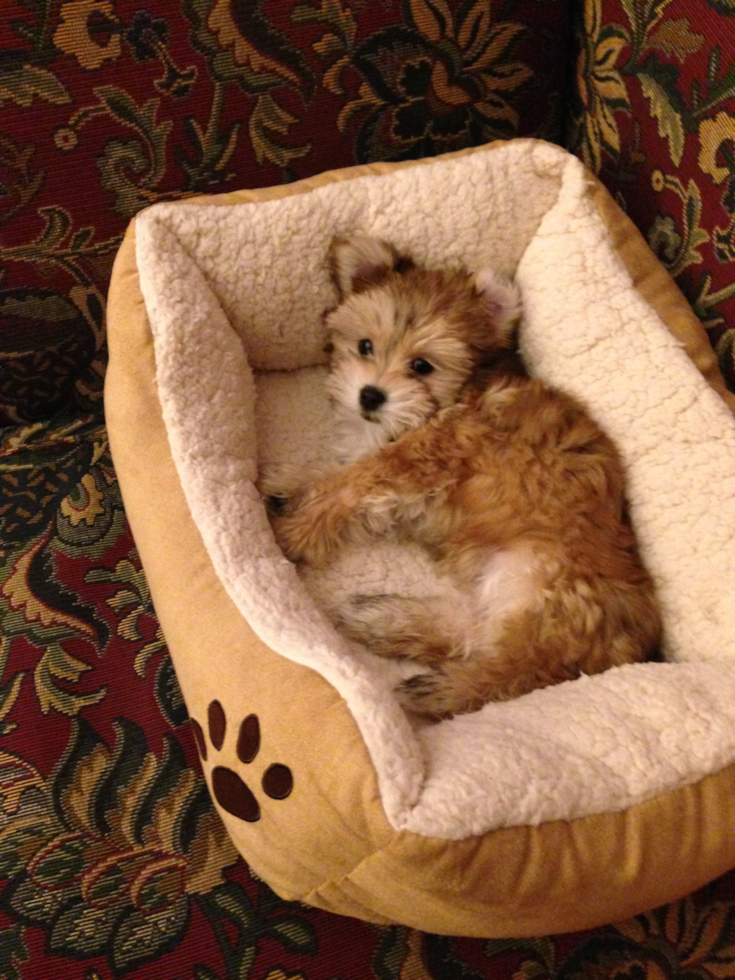 Sweet Morkie Pup in West Chester OH