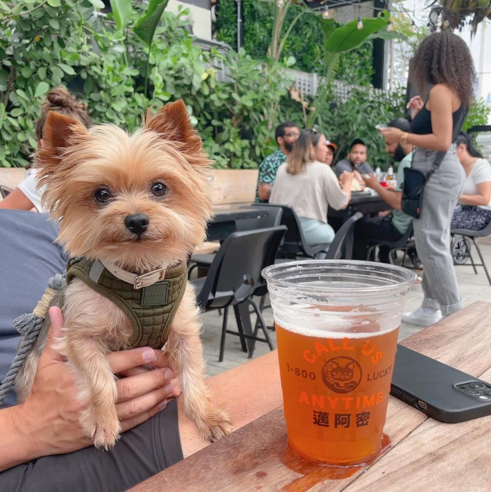 Yorkshire Terrier Being Cute