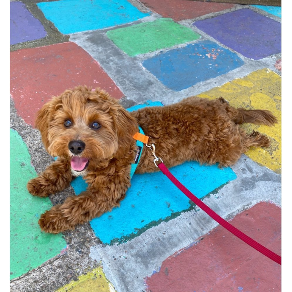 Hypoallergenic Cavoodle Poodle Mix Pup