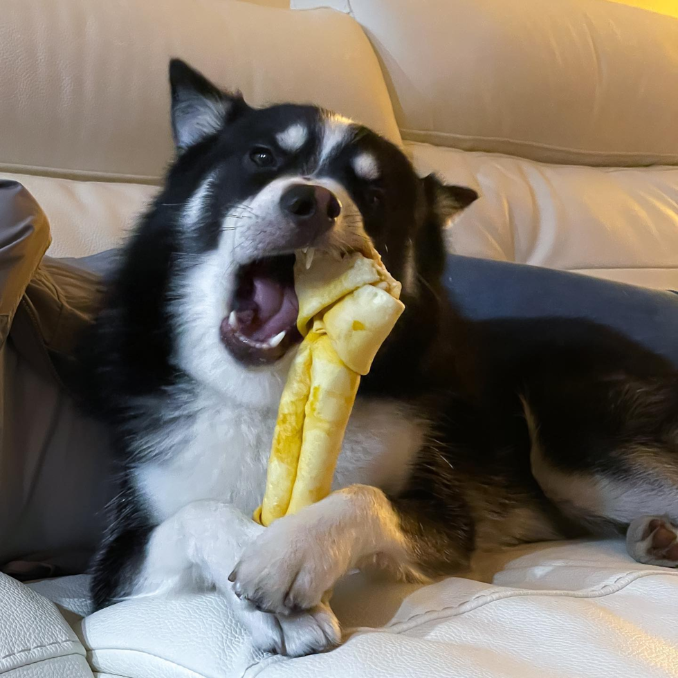 Pomsky Being Cute