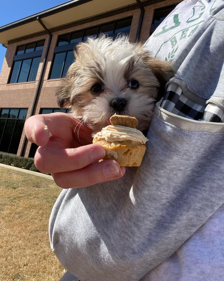 Playful Shichon Designer Pup