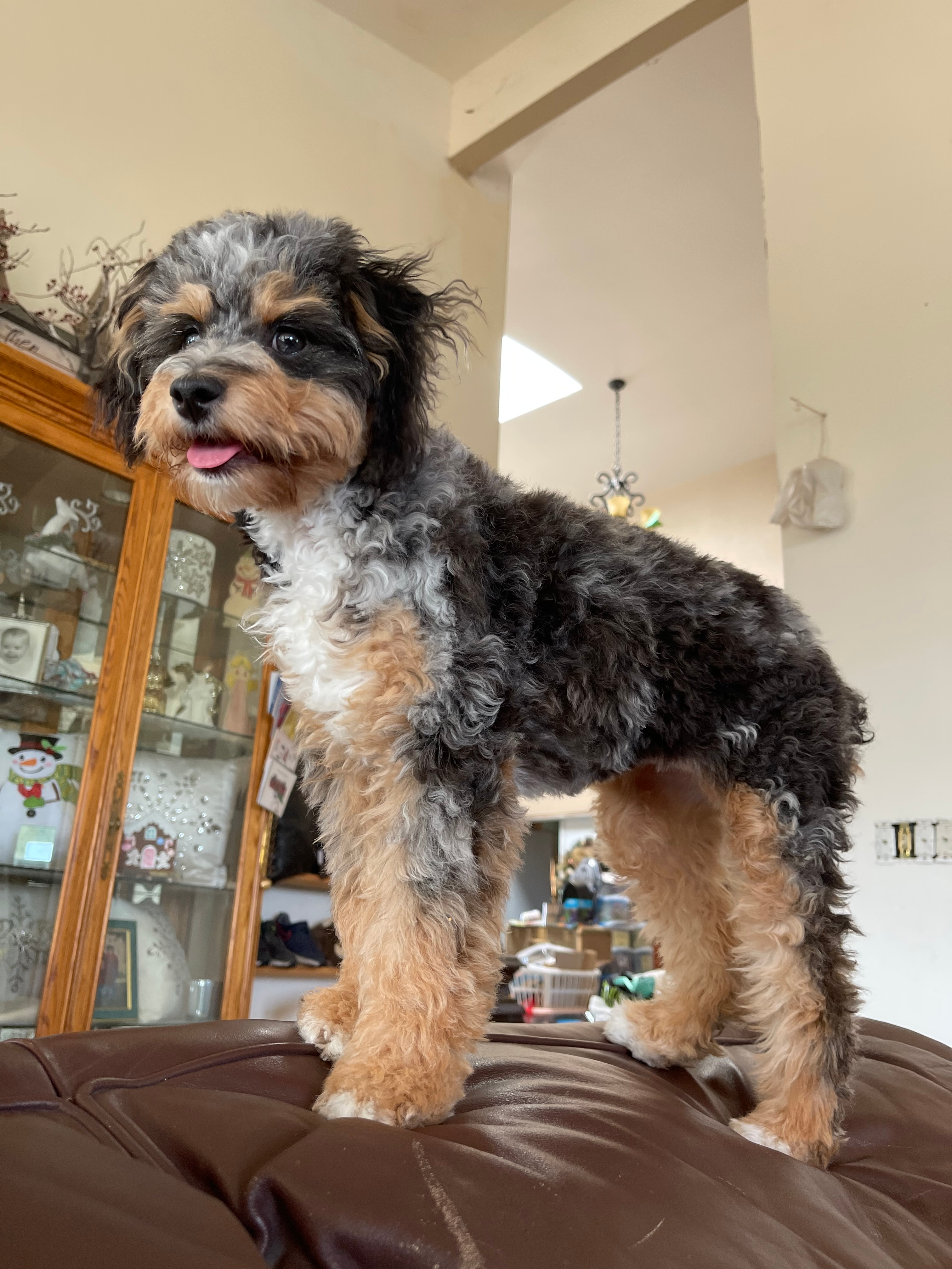 Friendly Mini Aussiedoodle Baby