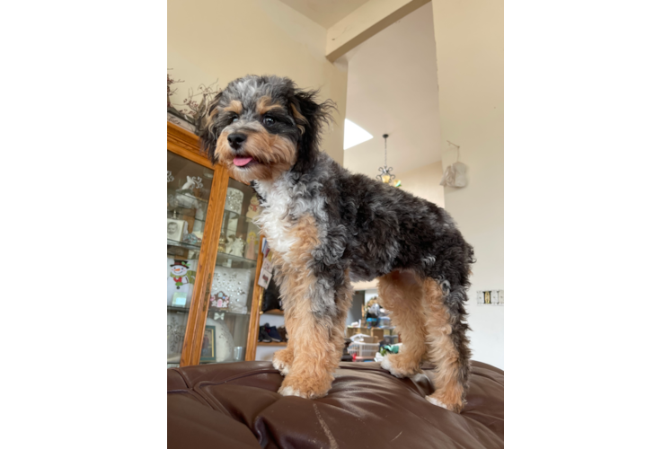 Friendly Mini Aussiedoodle Baby