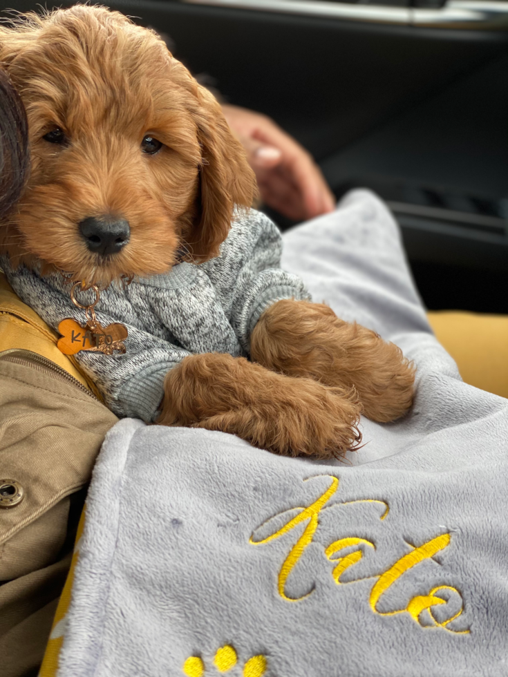 Little Golden Retriever Poodle Mix Pup