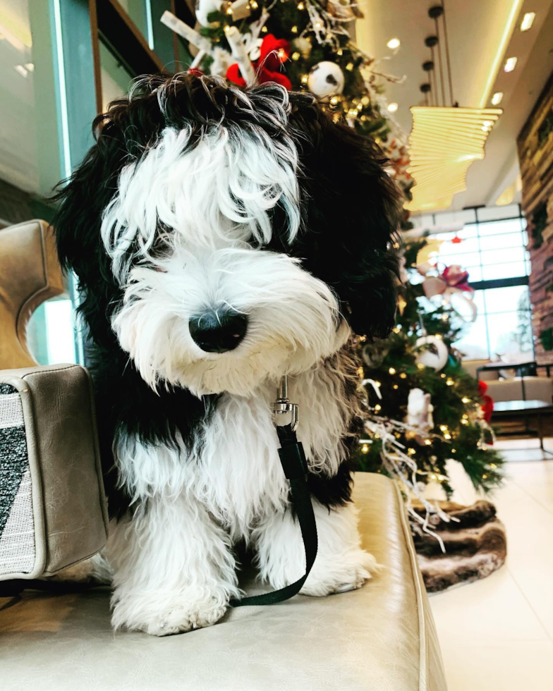 Small Mini Sheepadoodle Pup