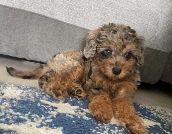 Adorable Labrador Poodle Mix Pup