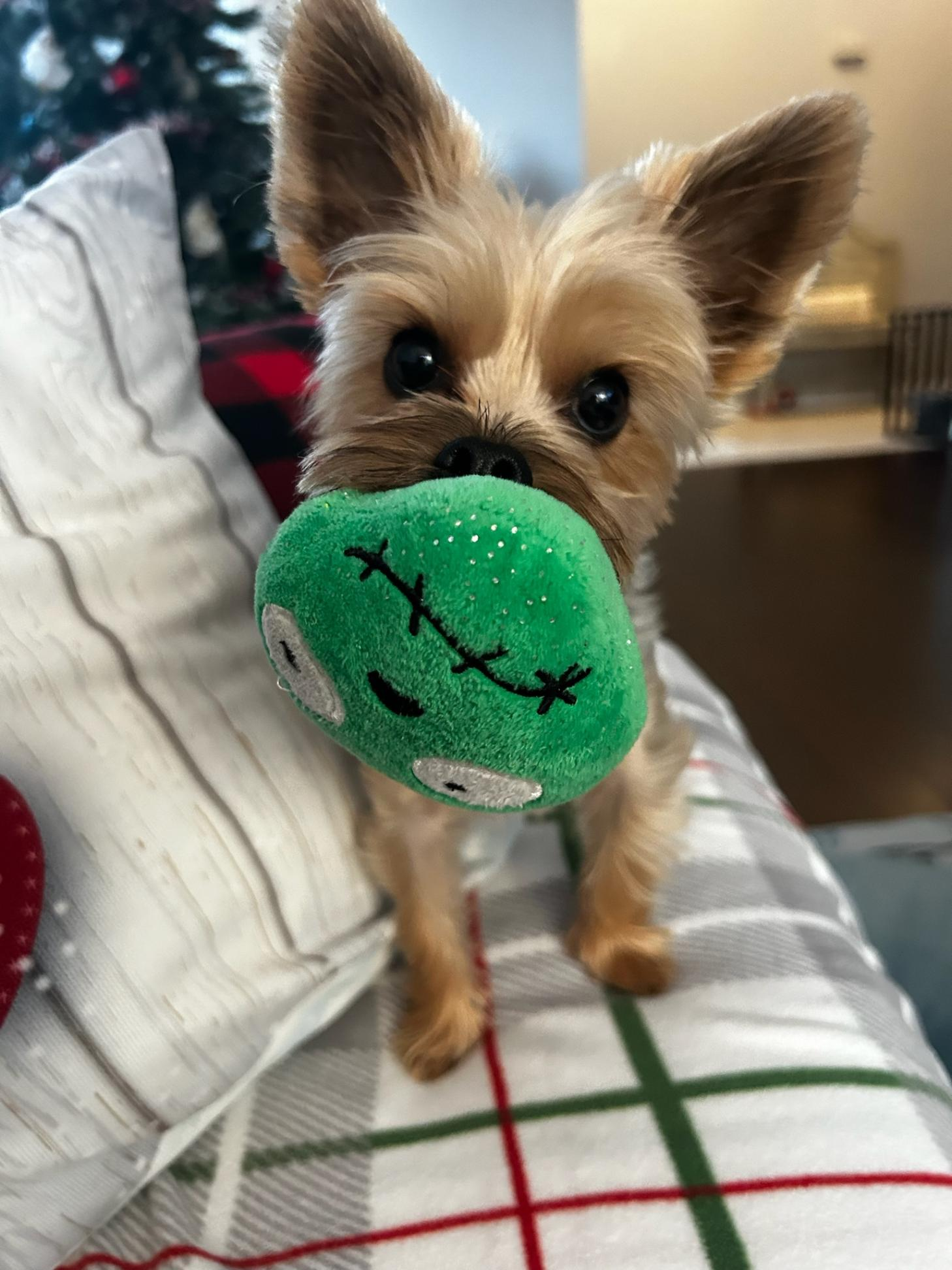 Funny Yorkshire Terrier Purebred Pup