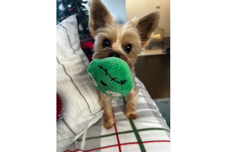 Funny Yorkshire Terrier Purebred Pup