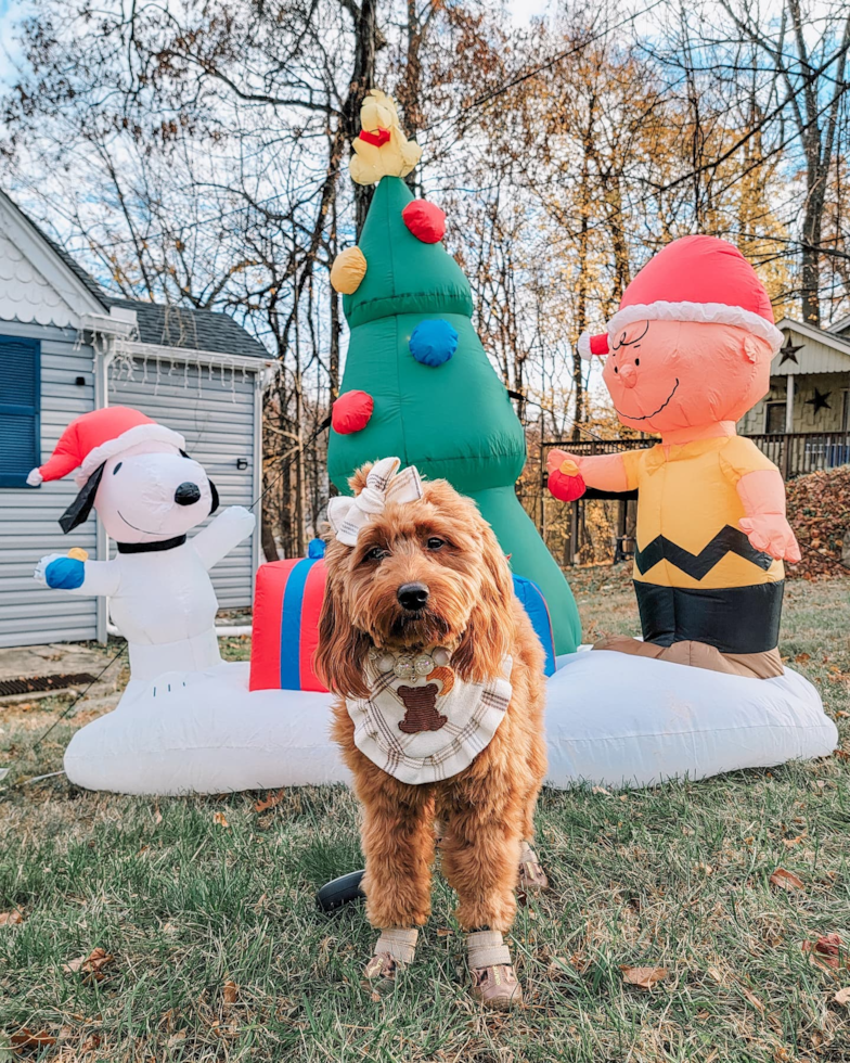 Small Mini Goldendoodle Pup