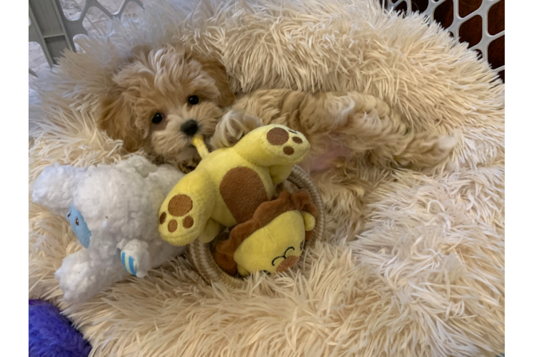 Petite Maltipoo Poodle Mix Pup