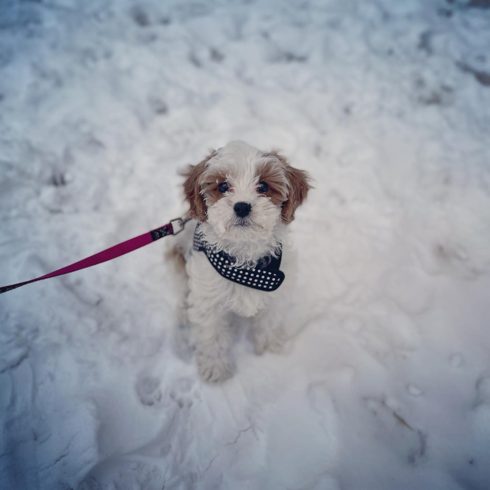 Lanham Cavapoo Pup