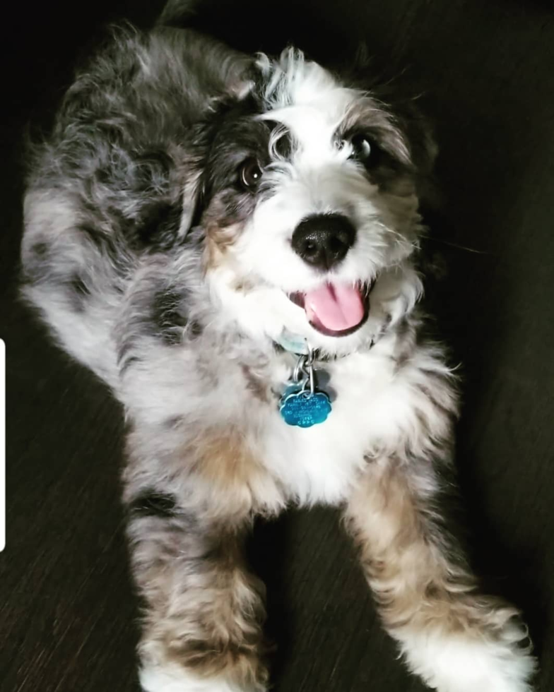 Friendly Mini Bernedoodle Pup in Croton on Hudson NY