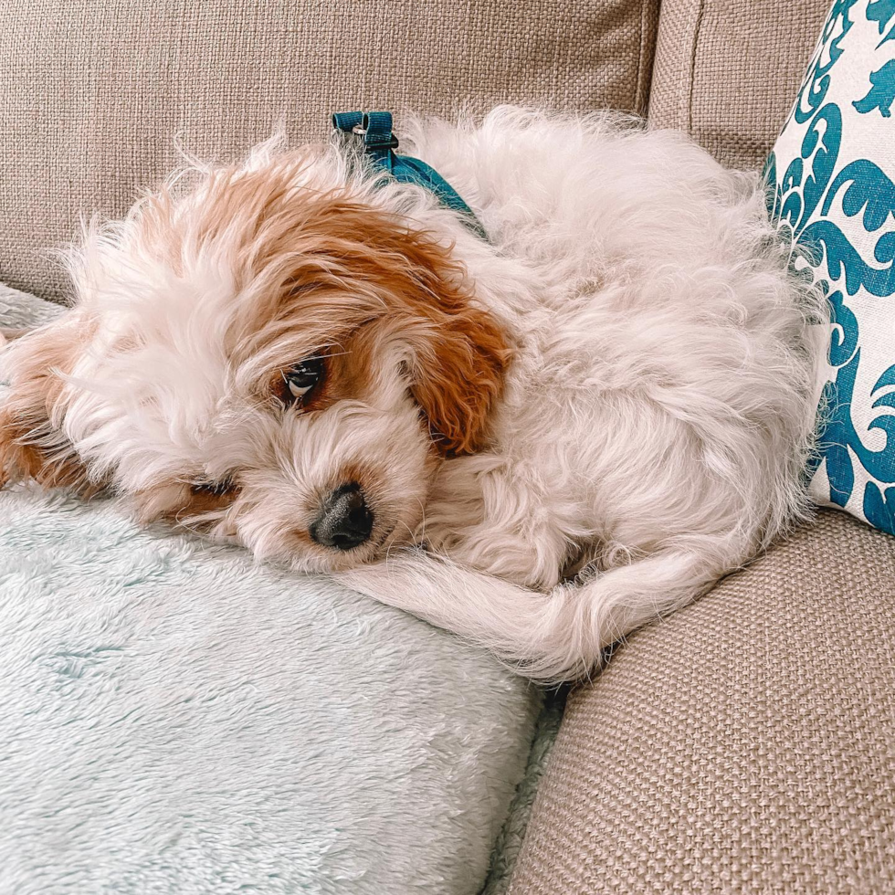 Boston Cavachon Pup