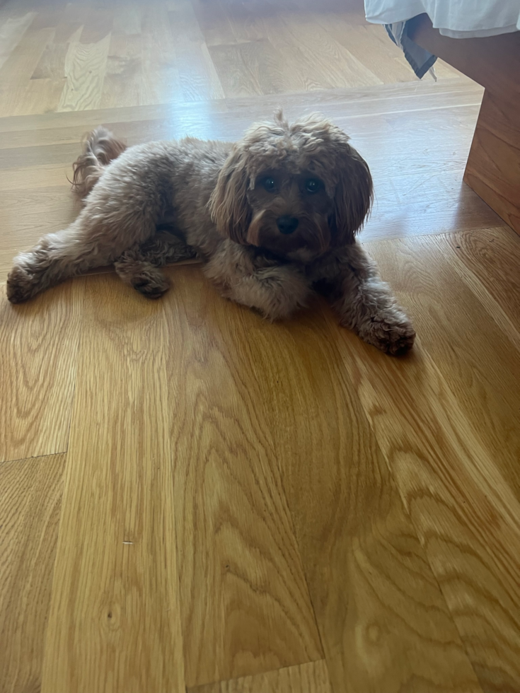 Cavapoo Pup