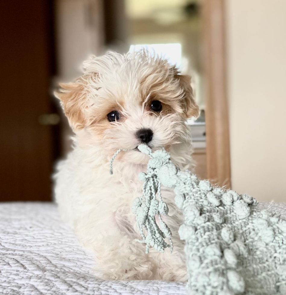 Maltipoo Being Cute