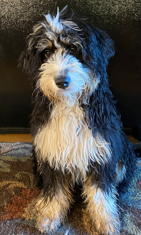 Happy Mini Bernedoodle Pup